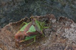 Wipfel-Stachelwanze (Acanthosoma haemorrhoidale)