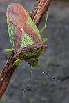 Wipfel-Stachelwanze (Acanthosoma haemorrhoidale)