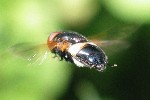 Weibindige Hummelschwebfliege (Volucella pellucens)