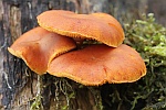 Geflecktbl�ttriger Fl�mmling (Gymnopilus penetrans)