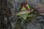 Wipfel-Stachelwanze (Acanthosoma haemorrhoidale)