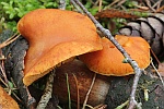 Geflecktbl�ttriger Fl�mmling (Gymnopilus penetrans)