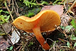 Geflecktbl�ttriger Fl�mmling (Gymnopilus penetrans)