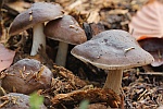 Rehbrauner Dachpilz (Pluteus cervinus)