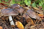 Rehbrauner Dachpilz (Pluteus cervinus)