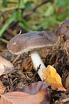 Rehbrauner Dachpilz (Pluteus cervinus)