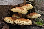 Sparrige Schppling (Pholiota squarrosa)