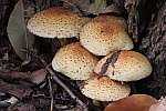 Sparrige Schppling (Pholiota squarrosa)