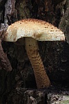 Sparrige Schppling (Pholiota squarrosa)