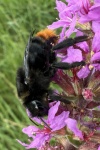 Felsen-Kuckuckshummel (Bombus rupestris)