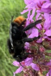 Felsen-Kuckuckshummel (Bombus rupestris)
