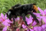 Felsen-Kuckuckshummel (Bombus rupestris)