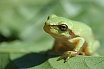 Laubfrosch (Hyla arborea)