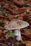 Perlpilz (Amanita rubescens)
