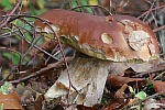 Steinpilz (Boletus edulis)