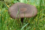 Seidiger R�tling (Entoloma sericeum) - essbar
