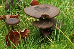 Seidiger R�tling (Entoloma sericeum)