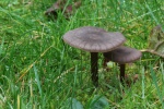 Seidiger R�tling (Entoloma sericeum) - essbar