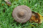 Seidiger R�tling (Entoloma sericeum) - essbar