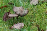 Seidiger R�tling (Entoloma sericeum) - essbar