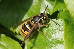 Gemeine Wespe (Vespula vulgaris)