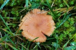 Roter Lacktrichterling (Laccaria accata)