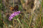 Braunfleckiger Perlmutterfalter (Boloria selene)