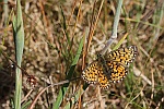 Braunfleckiger Perlmutterfalter (Boloria selene)