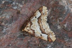 Groer Frostspanner (Erannis defoliaria)