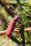 Rothaarbock (Pyrrhidium sanguineum)