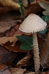 Gelbflockiger Wollstiel-Schirmling (Lepiota magnispora) - ungenie�bar