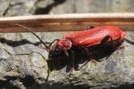 Rothaarbock (Pyrrhidium sanguineum)