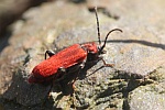 Rothaarbock (Pyrrhidium sanguineum)