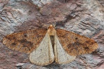 Groer Frostspanner (Erannis defoliaria)