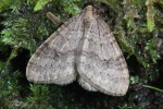 Kleiner Frostspanner (Operophtera brumata)