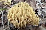 Steife Koralle (Ramaria stricta)