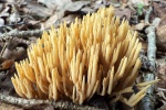 Steife Koralle (Ramaria stricta)