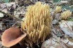 Steife Koralle (Ramaria stricta)