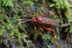 Lymantrichneumon disparis (Lymantrichneumon disparis)