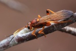 Lymantrichneumon disparis (Lymantrichneumon disparis)