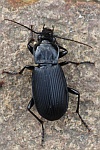 Gro�er Grabk�fer (Pterostichus niger)