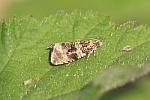 Dunkler Brennnessel-Wickler (Celypha lacunana)