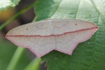 Ampferspanner (Timandra comae)