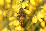 Plattbauch (Libellula depressa)