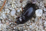 Morschholz-Schwarzk�fer (Nalassus laevioctostriatus)