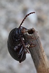 Morschholz-Schwarzk�fer (Nalassus laevioctostriatus)
