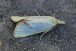 Distelwickler (Agapeta hamana)
