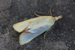 Distelwickler (Agapeta hamana)