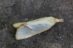 Distelwickler (Agapeta hamana)