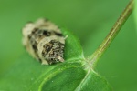 Dunkler Brennnessel-Wickler (Celypha lacunana)